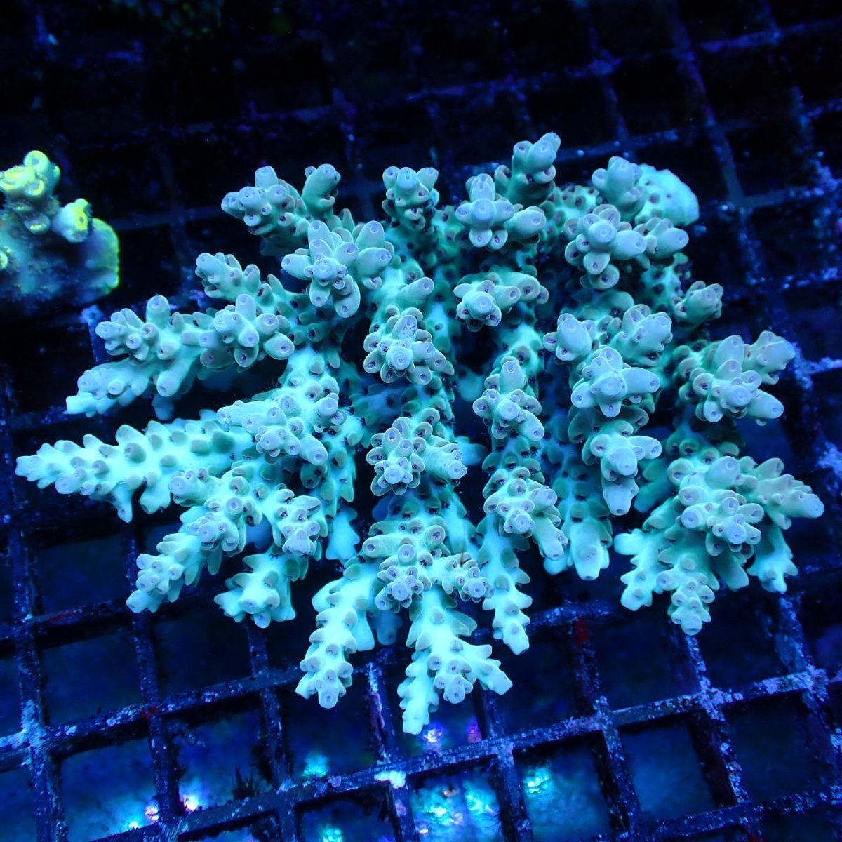画像1: ■SALE■ Coral Focus Acropora sp. No.130 (1)