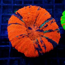 画像1: ■SALE■ Coral Focus Scolymia  Warpaint  No.15 (1)