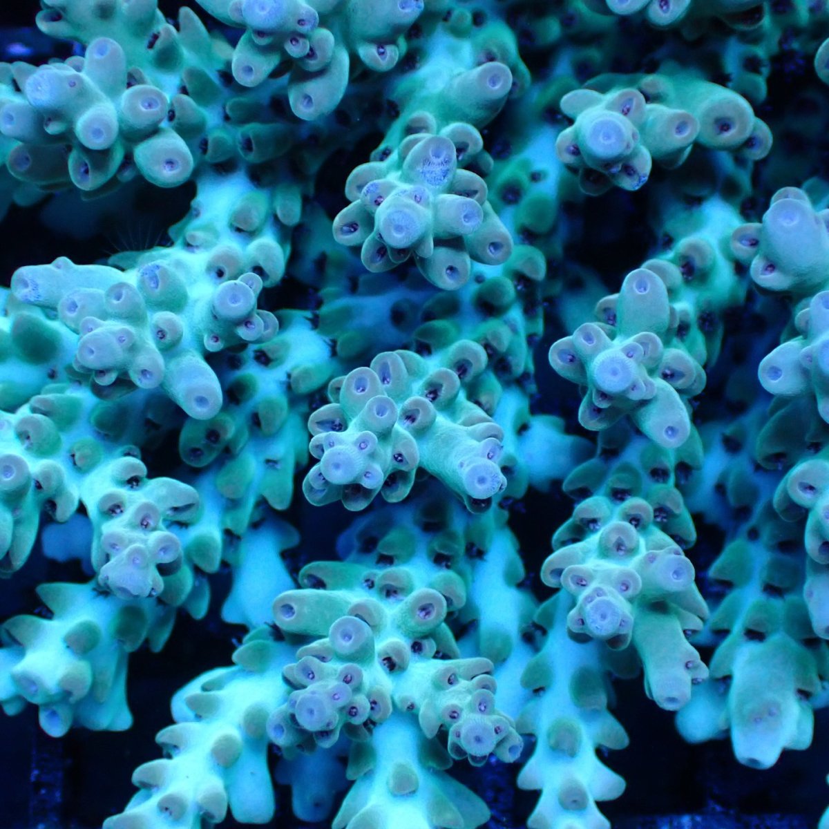 画像2: ■SALE■ Coral Focus Acropora sp. No.130 (2)