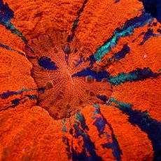 画像2: ■SALE■ Coral Focus Scolymia  Warpaint  No.15 (2)