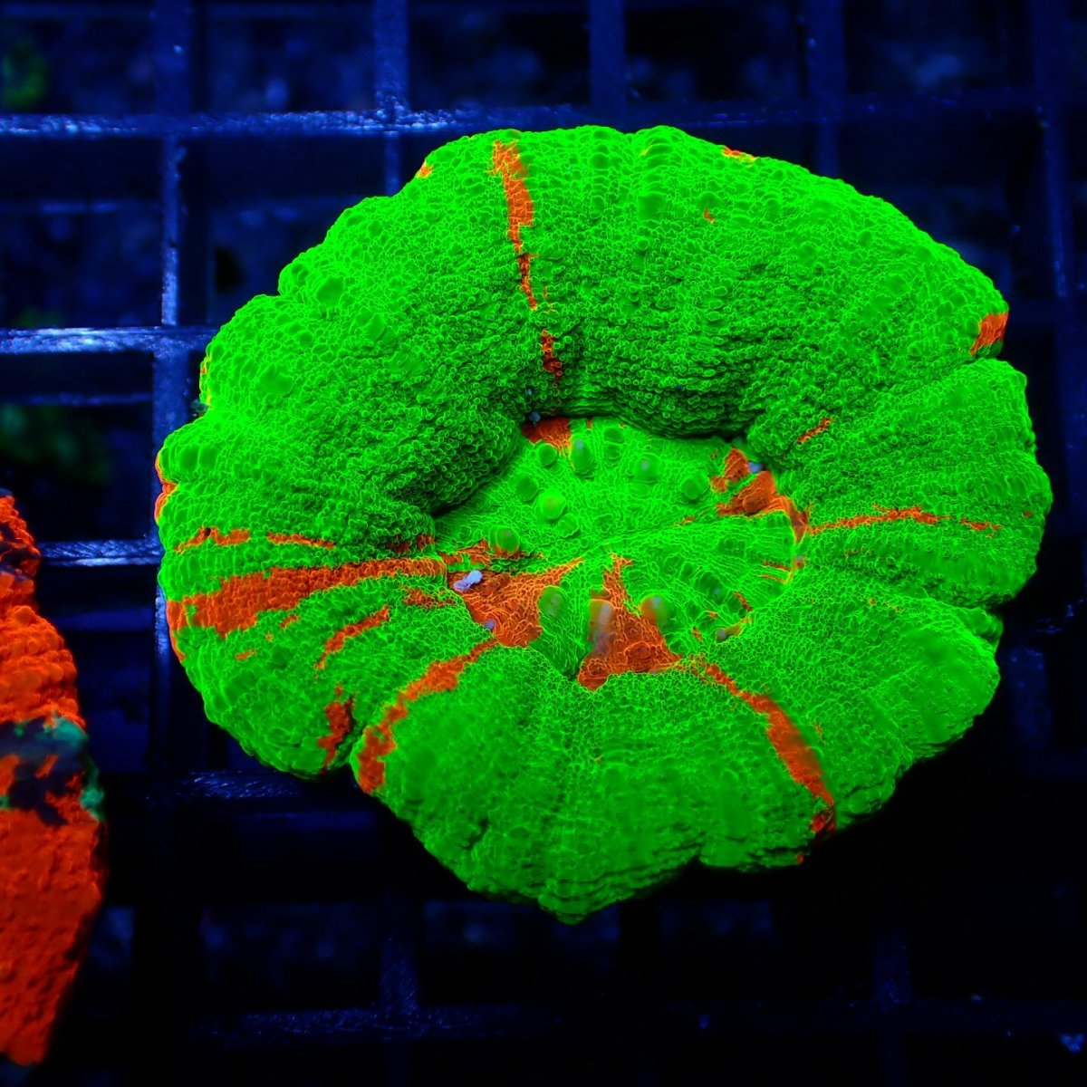 画像1: ■SALE■ Coral Focus Scolymia Bleeding Apple  No.7 (1)