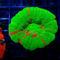画像1: ■SALE■ Coral Focus Scolymia Bleeding Apple  No.7 (1)
