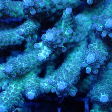 画像2: ■SALE■ Coral Focus Acropora sp. No.129 (2)