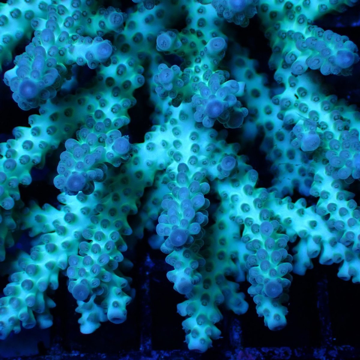 画像2: ■SALE■ Coral Focus Acropora sp. No.128 (2)