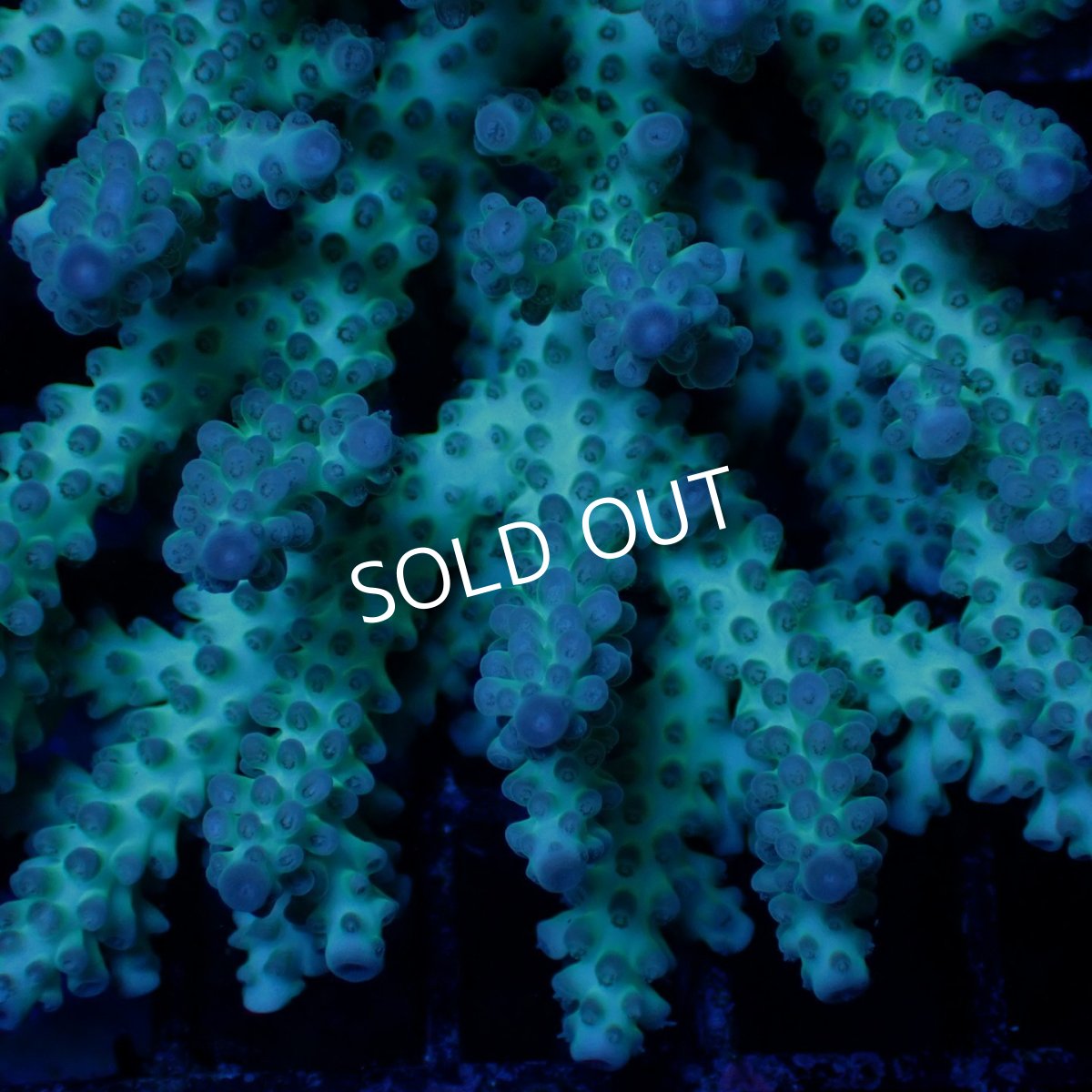 画像2: Coral Focus Acropora sp. No.128 (2)