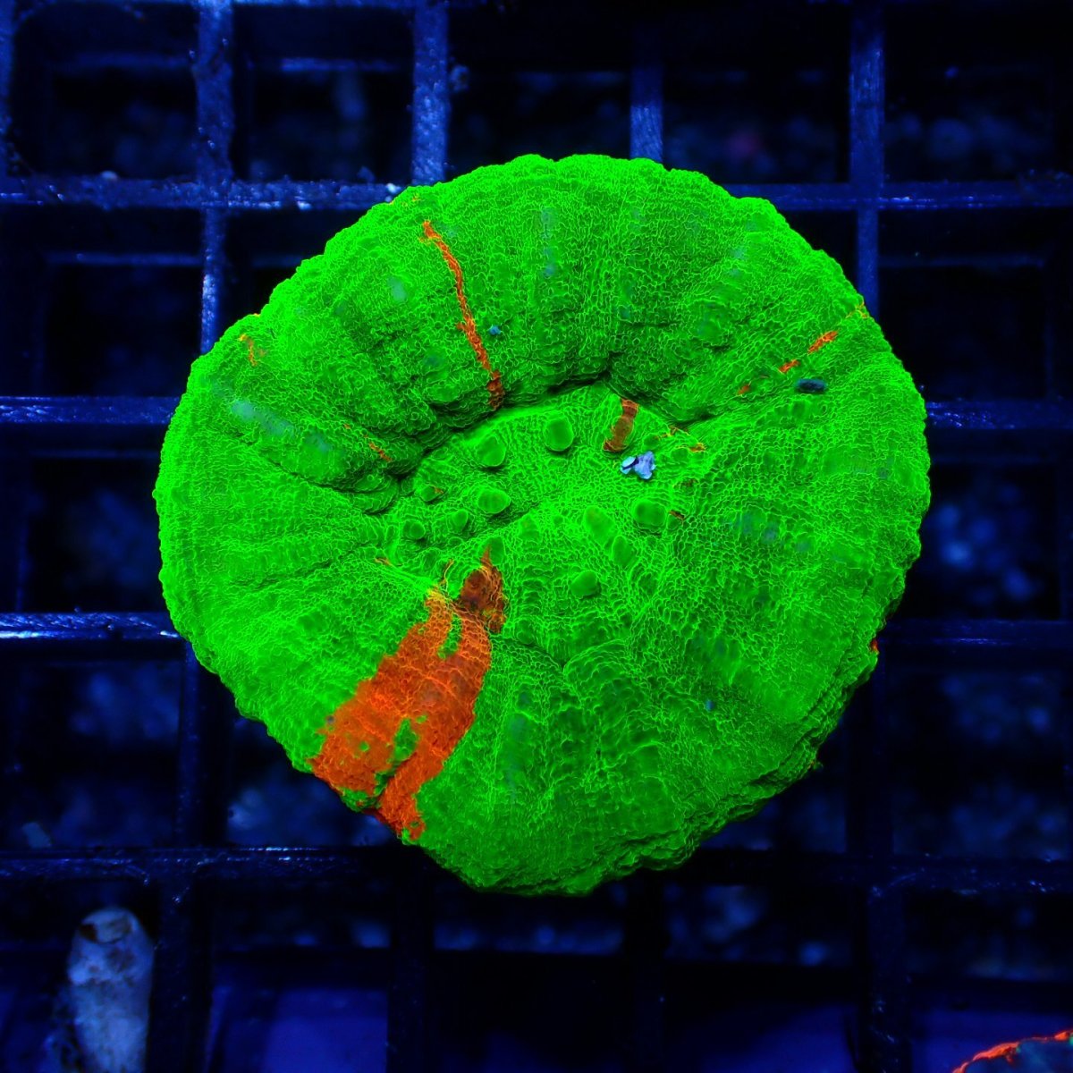 画像1: ■SALE■ Coral Focus Scolymia Bleeding Apple  No.8 (1)