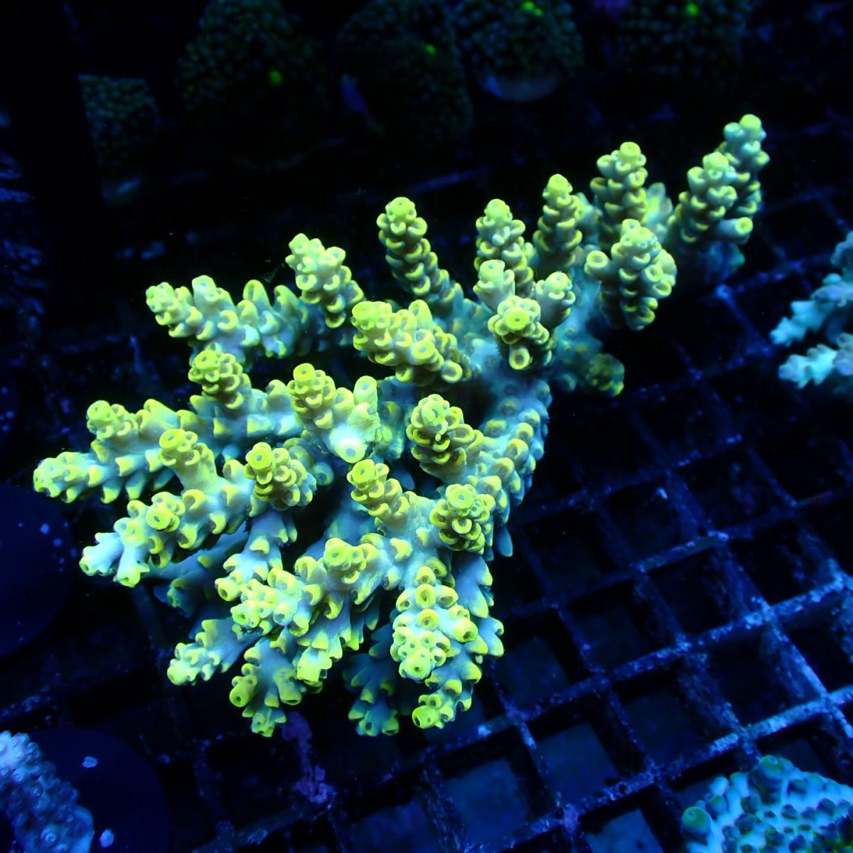 画像1: ■SALE■ Coral Focus Acropora sp. No.131 (1)