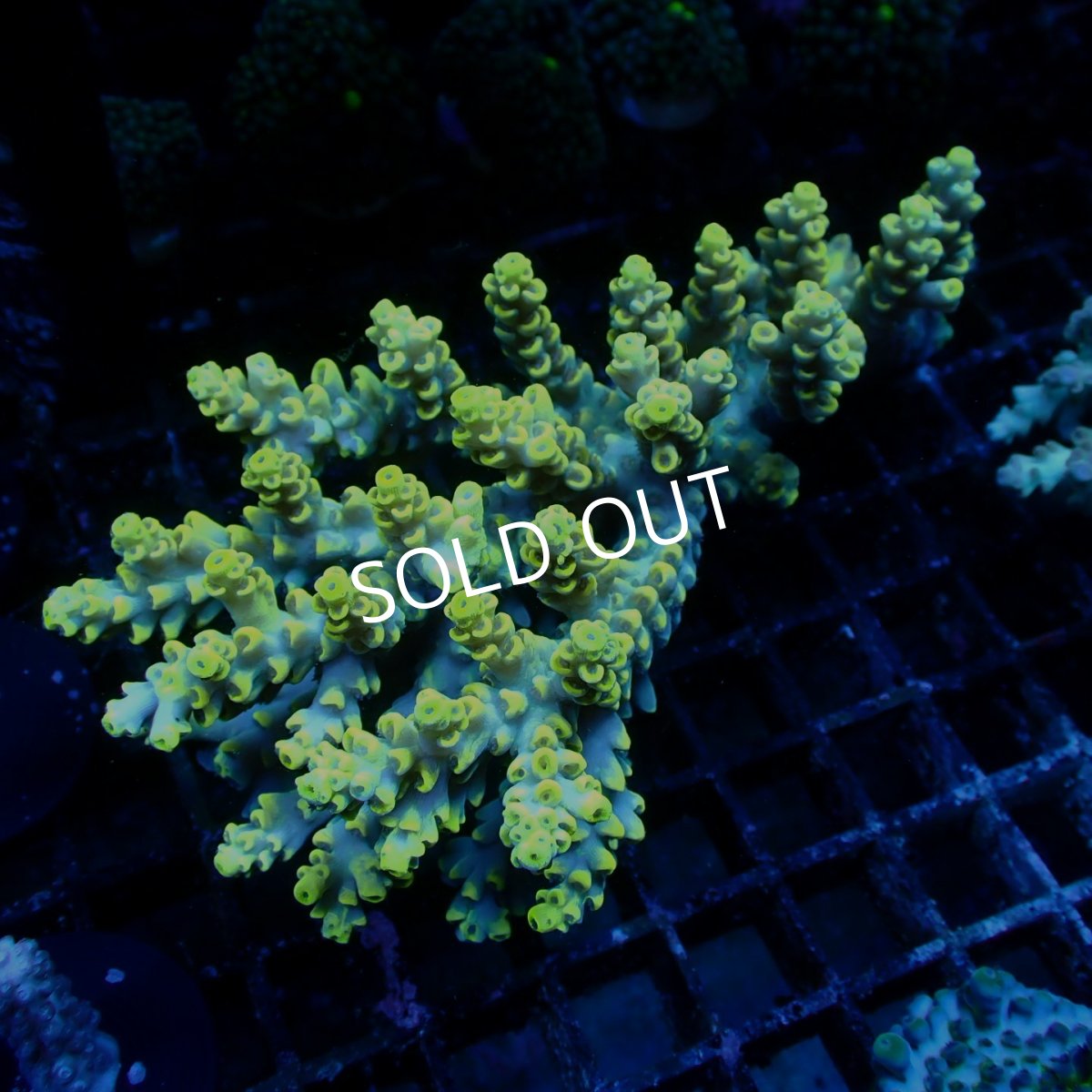 画像1: Coral Focus Acropora sp. No.131 (1)