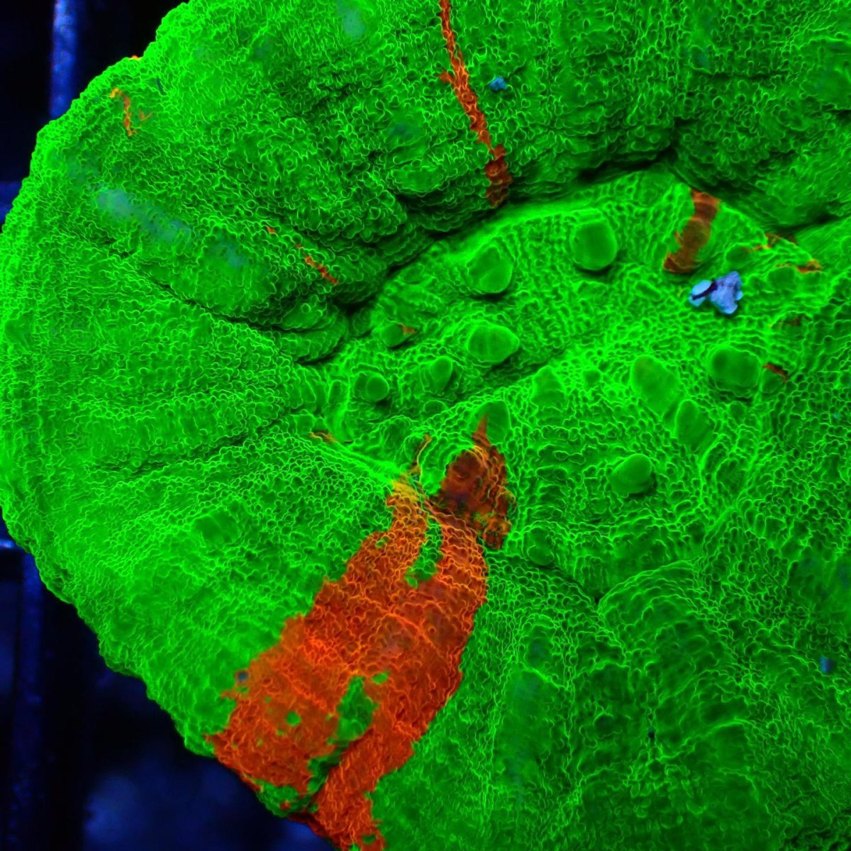 画像2: ■SALE■ Coral Focus Scolymia Bleeding Apple  No.8 (2)