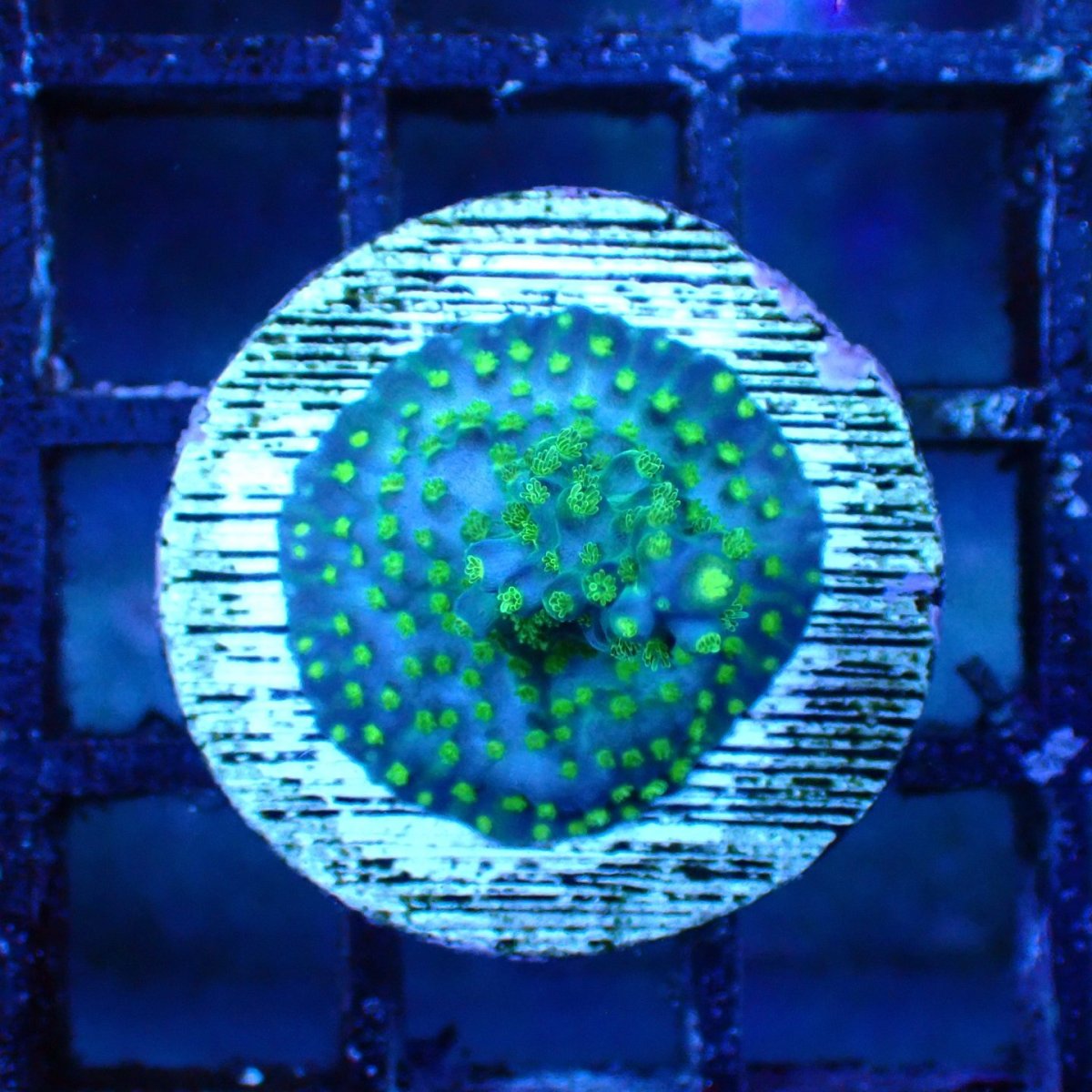画像1: ■SALE■ CE Acro Green Purple  Meanie (1)