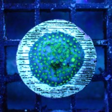 画像1: ■SALE■ CE Acro Green Purple  Meanie (1)