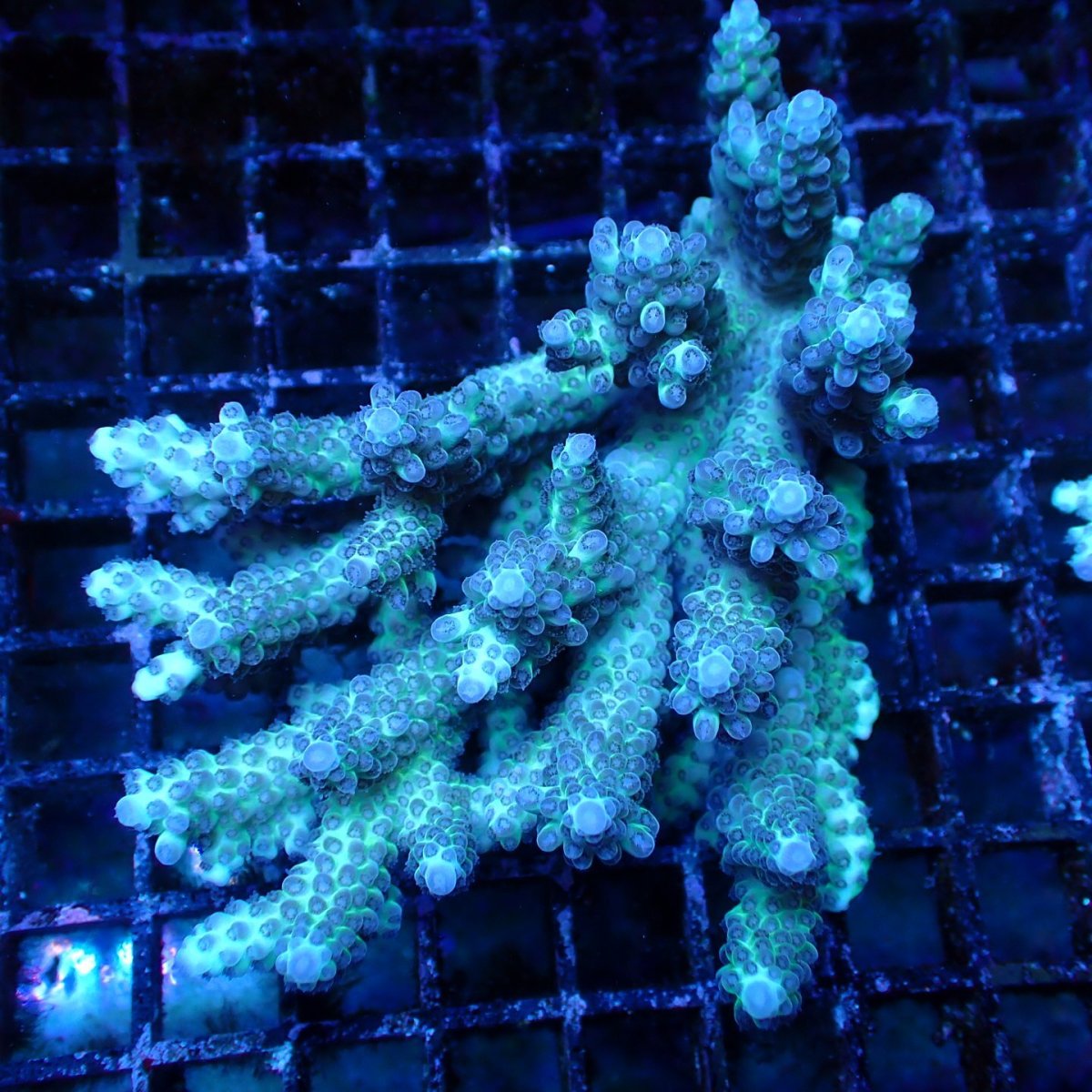 画像1: ■SALE■ Coral Focus Acropora sp. No.129 (1)