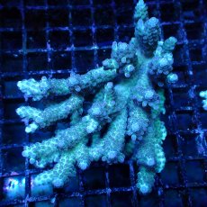 画像1: ■SALE■ Coral Focus Acropora sp. No.129 (1)