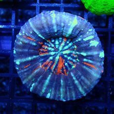画像1: ■SALE■ Coral Focus Scolymia  Warpaint  No.16 (1)