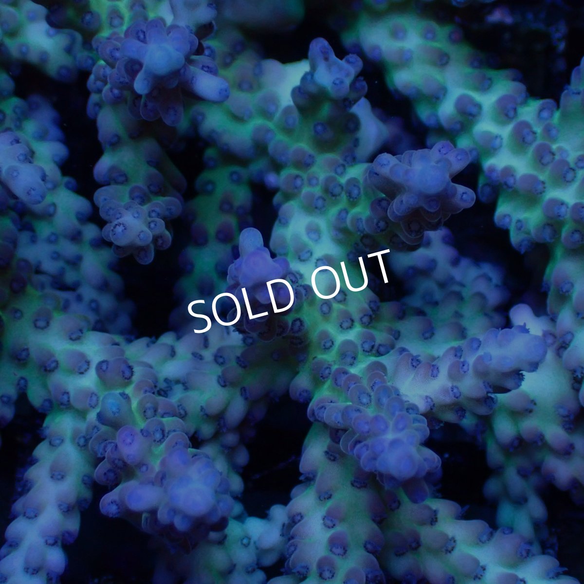 画像2: ■SALE■ Coral Focus Acropora sp. No.127 (2)