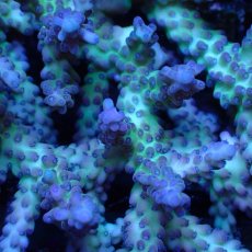 画像2: ■SALE■ Coral Focus Acropora sp. No.127 (2)