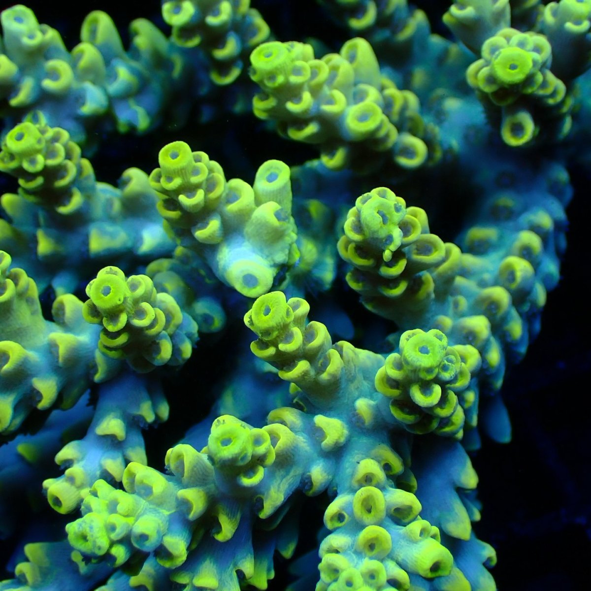 画像2: ■SALE■ Coral Focus Acropora sp. No.131 (2)