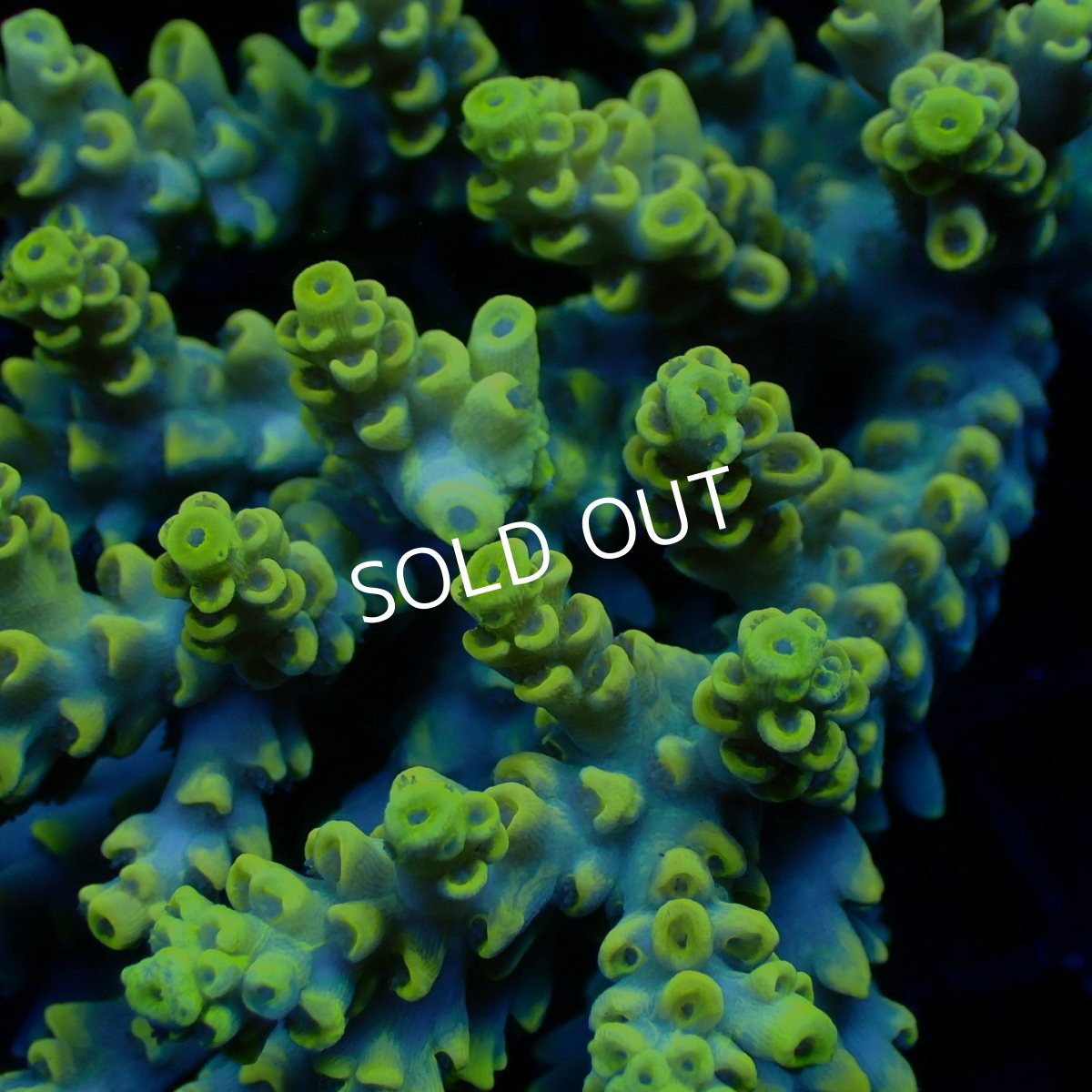 画像2: Coral Focus Acropora sp. No.131 (2)