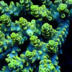 画像2: ■SALE■ Coral Focus Acropora sp. No.131 (2)