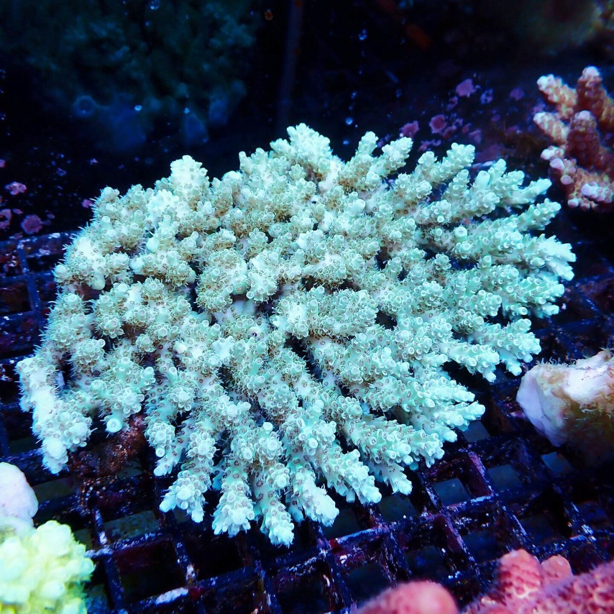 画像1: Coral Focus Acropora sp. No.135 (1)