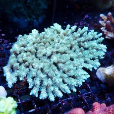 画像1: Coral Focus Acropora sp. No.135 (1)