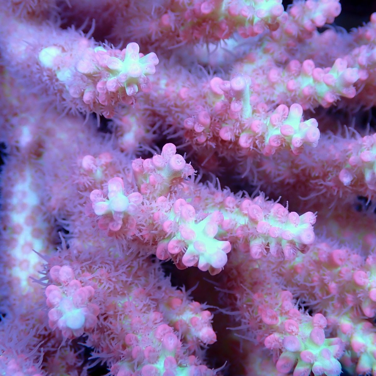 画像2: Coral Focus Acropora sp. No.136 SSC (2)