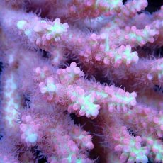 画像2: Coral Focus Acropora sp. No.136 SSC (2)
