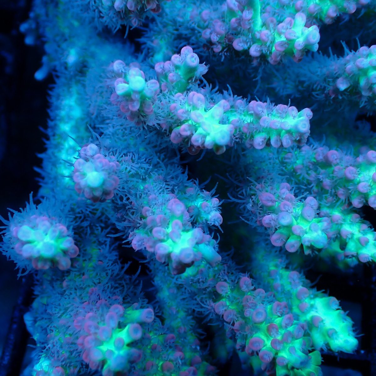 画像3: Coral Focus Acropora sp. No.136 SSC (3)