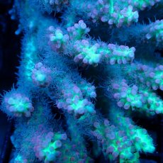 画像3: Coral Focus Acropora sp. No.136 SSC (3)