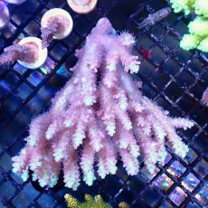画像1: Coral Focus Acropora sp. No.136 SSC (1)
