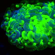 画像2: Coral Focus Hammer-Fade Green S (2)