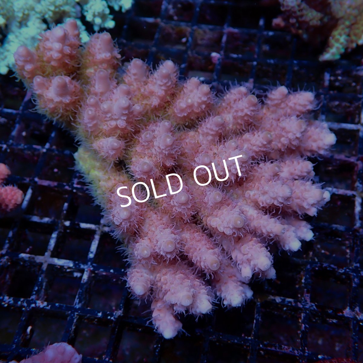 画像1: Coral Focus Acropora sp. No.140 (1)
