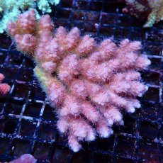 画像1: Coral Focus Acropora sp. No.140 (1)