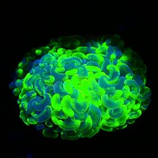 画像1: Coral Focus Hammer-Fade Green S (1)