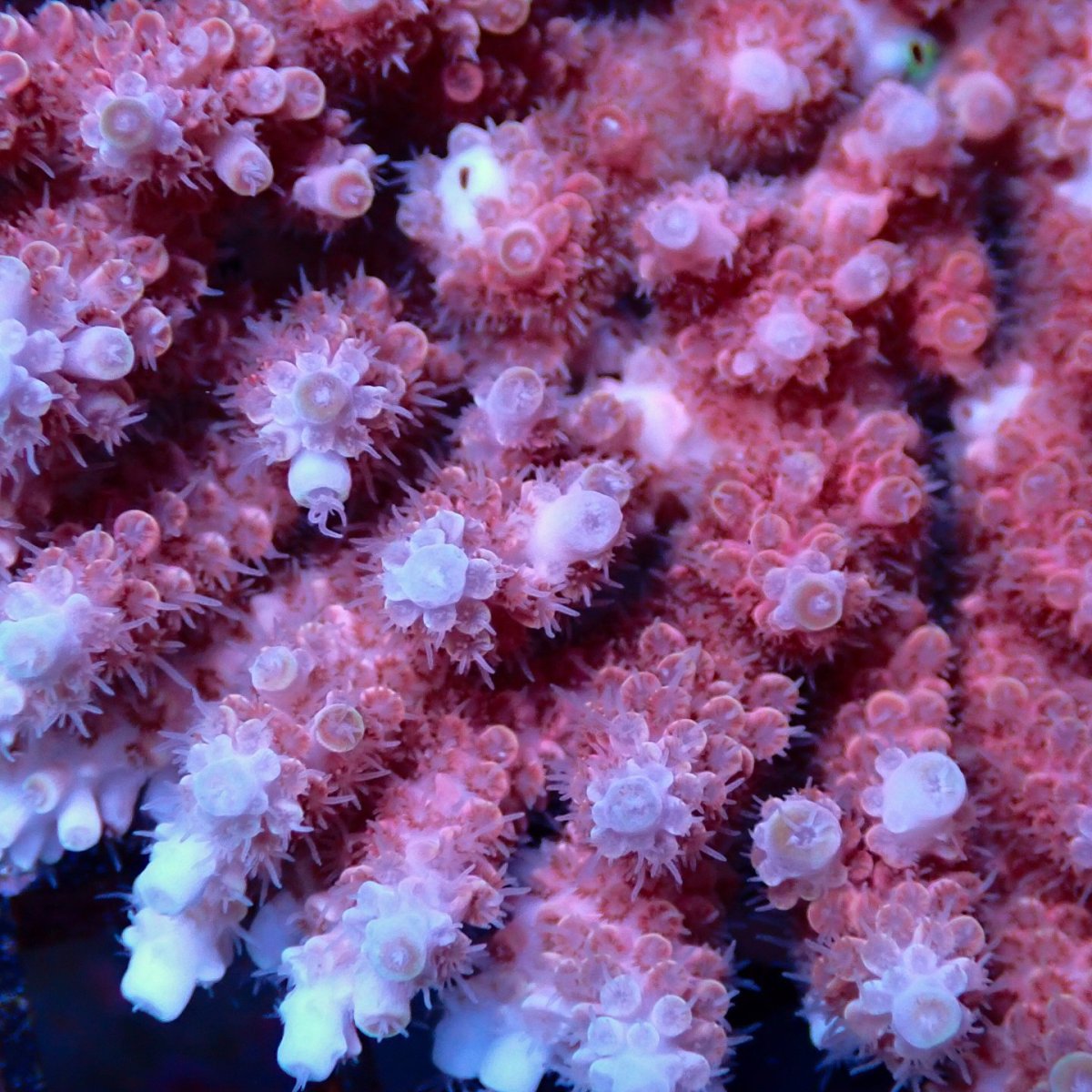 画像2: Coral Focus Acropora sp. No.133 (2)