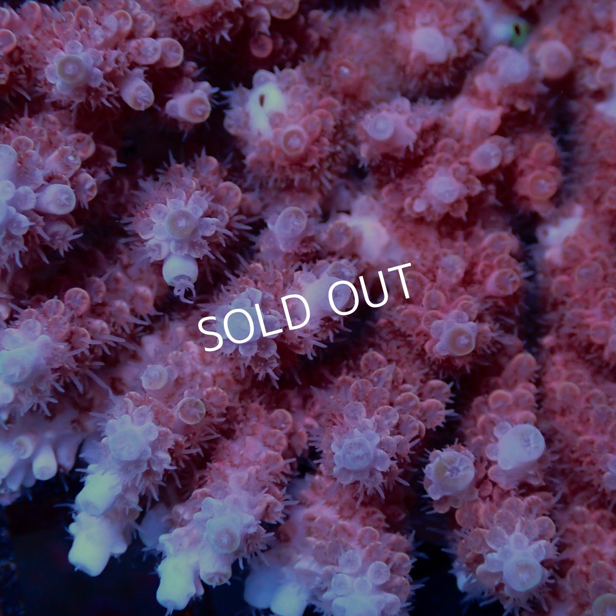 画像2: Coral Focus Acropora sp. No.133 (2)