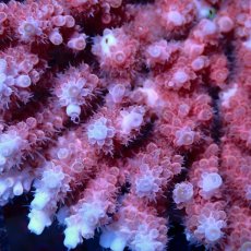 画像2: Coral Focus Acropora sp. No.133 (2)