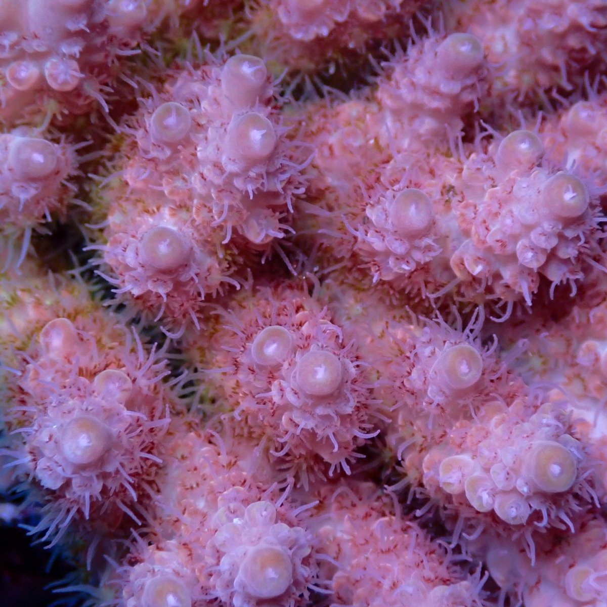 画像2: Coral Focus Acropora sp. No.140 (2)