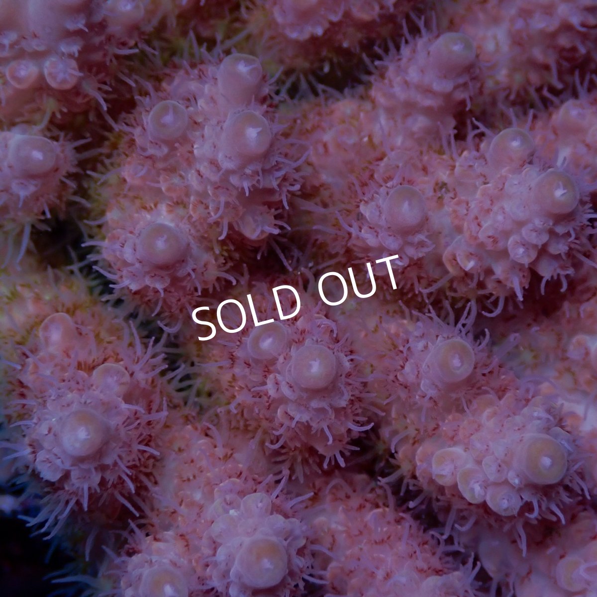 画像2: Coral Focus Acropora sp. No.140 (2)