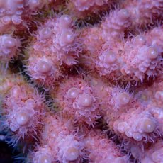 画像2: Coral Focus Acropora sp. No.140 (2)
