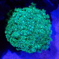 画像1: Coral Focus Goniopora Green (1)