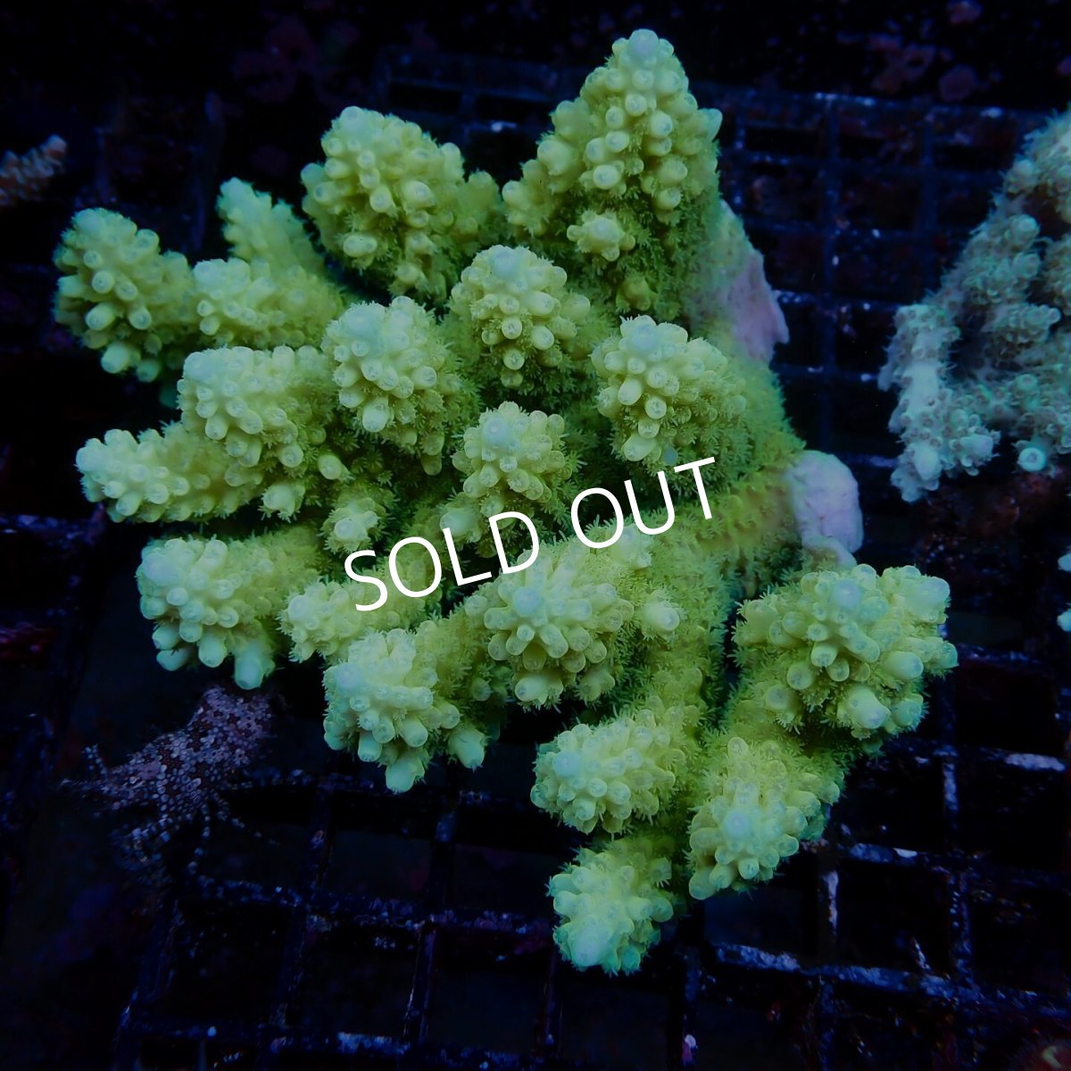 画像1: Coral Focus Acropora sp. No.139 (1)