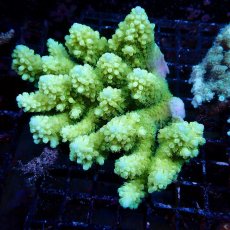 画像1: Coral Focus Acropora sp. No.139 (1)