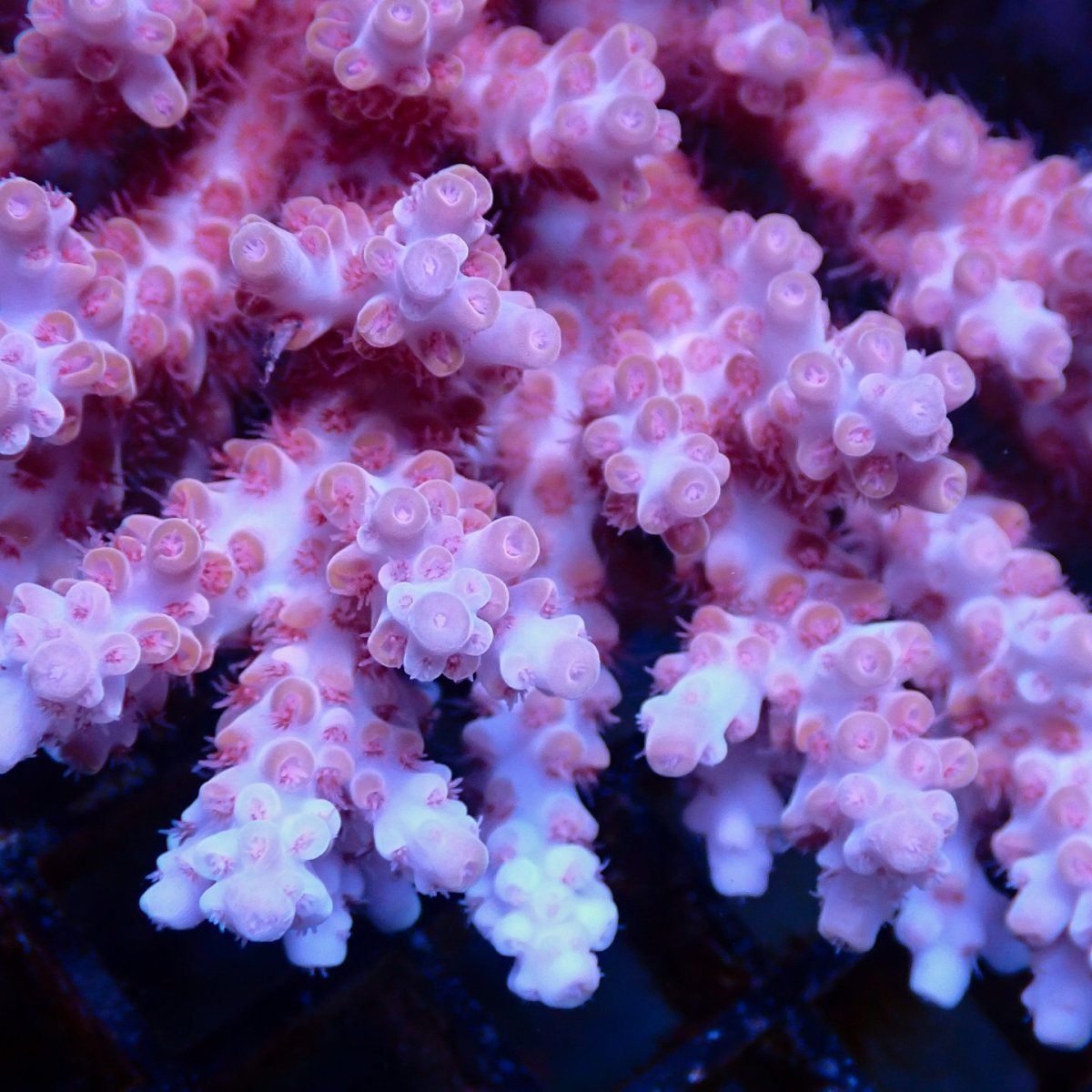 画像2: Coral Focus Acropora sp. No.138 (2)