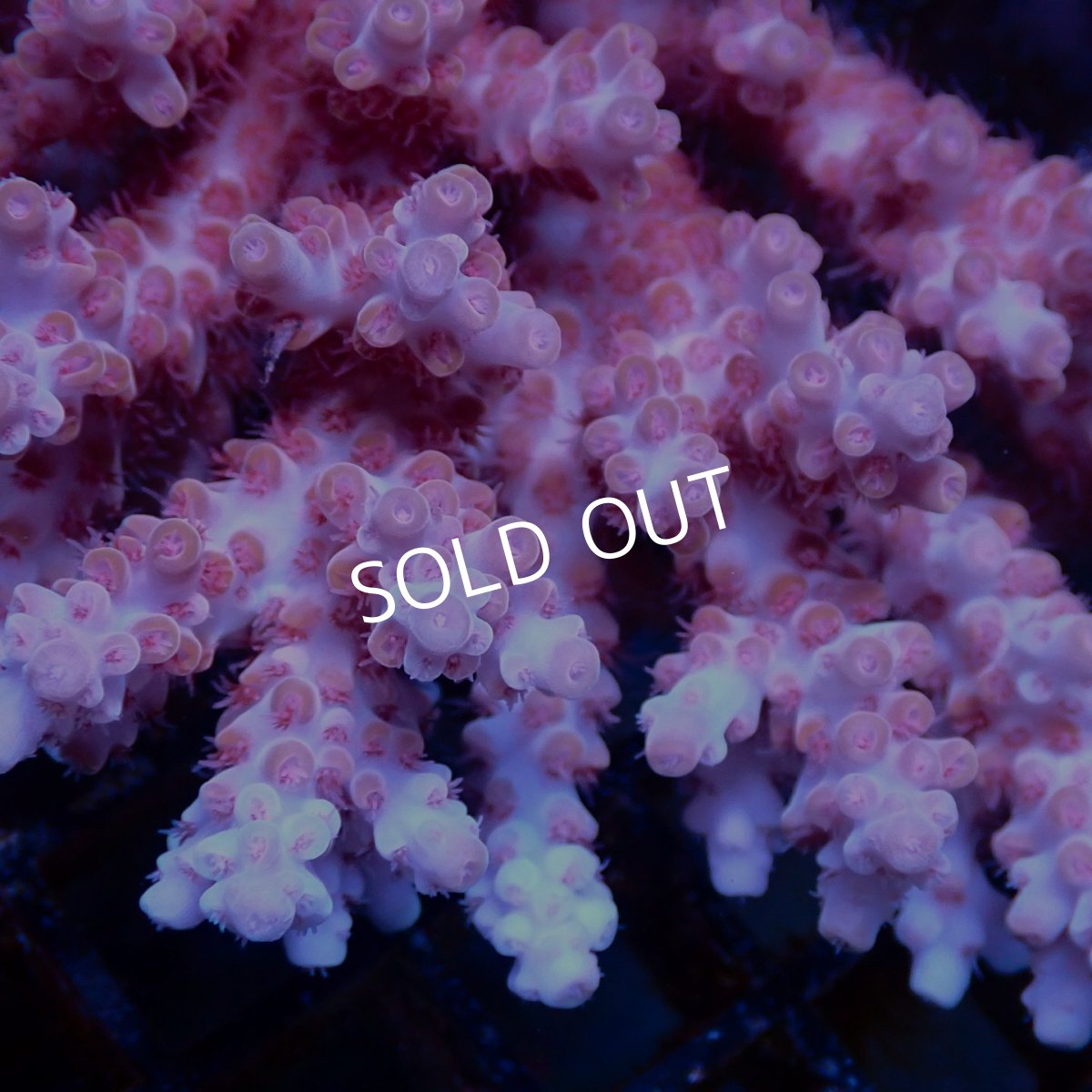 画像2: Coral Focus Acropora sp. No.138 (2)