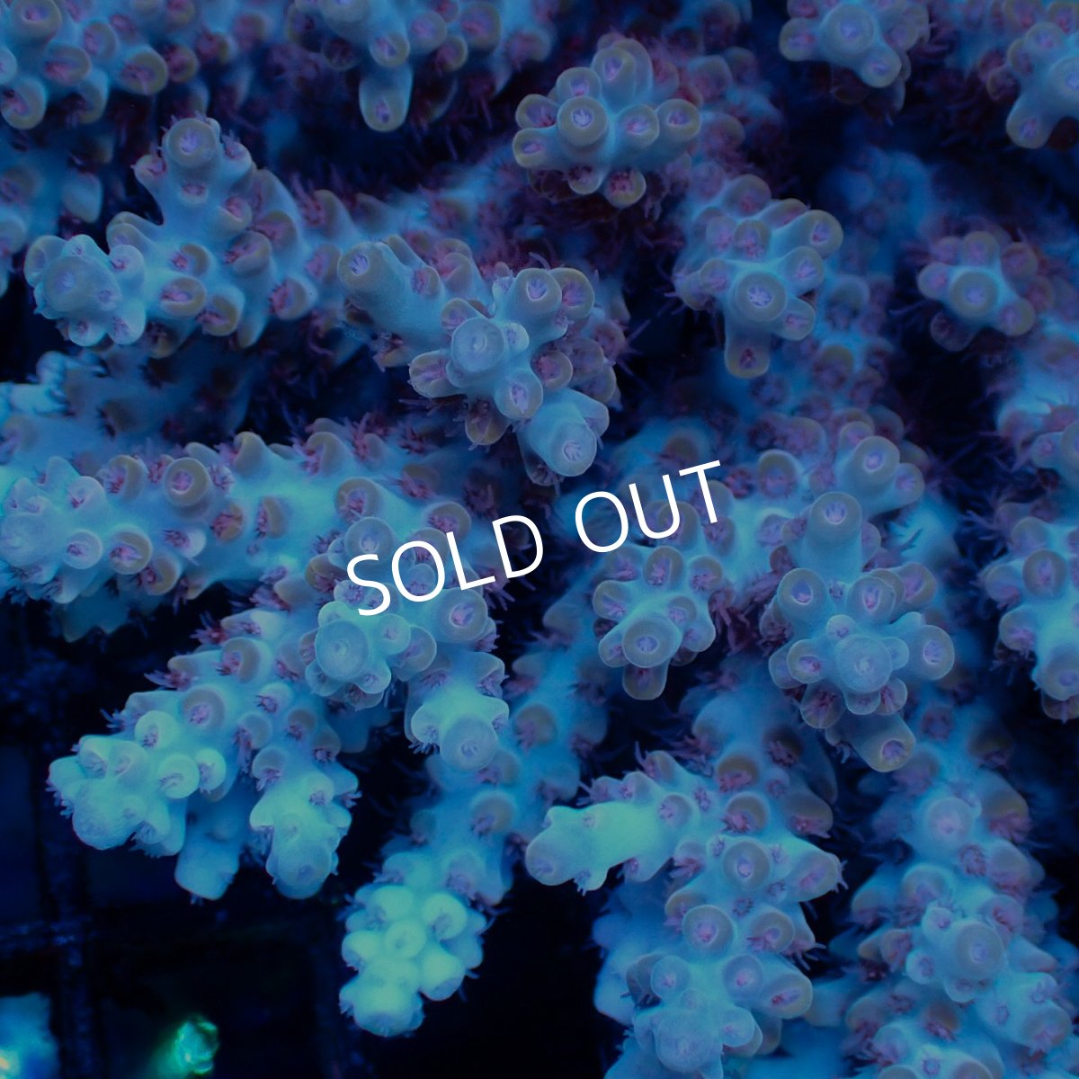 画像3: Coral Focus Acropora sp. No.138 (3)