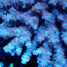 画像3: Coral Focus Acropora sp. No.138 (3)