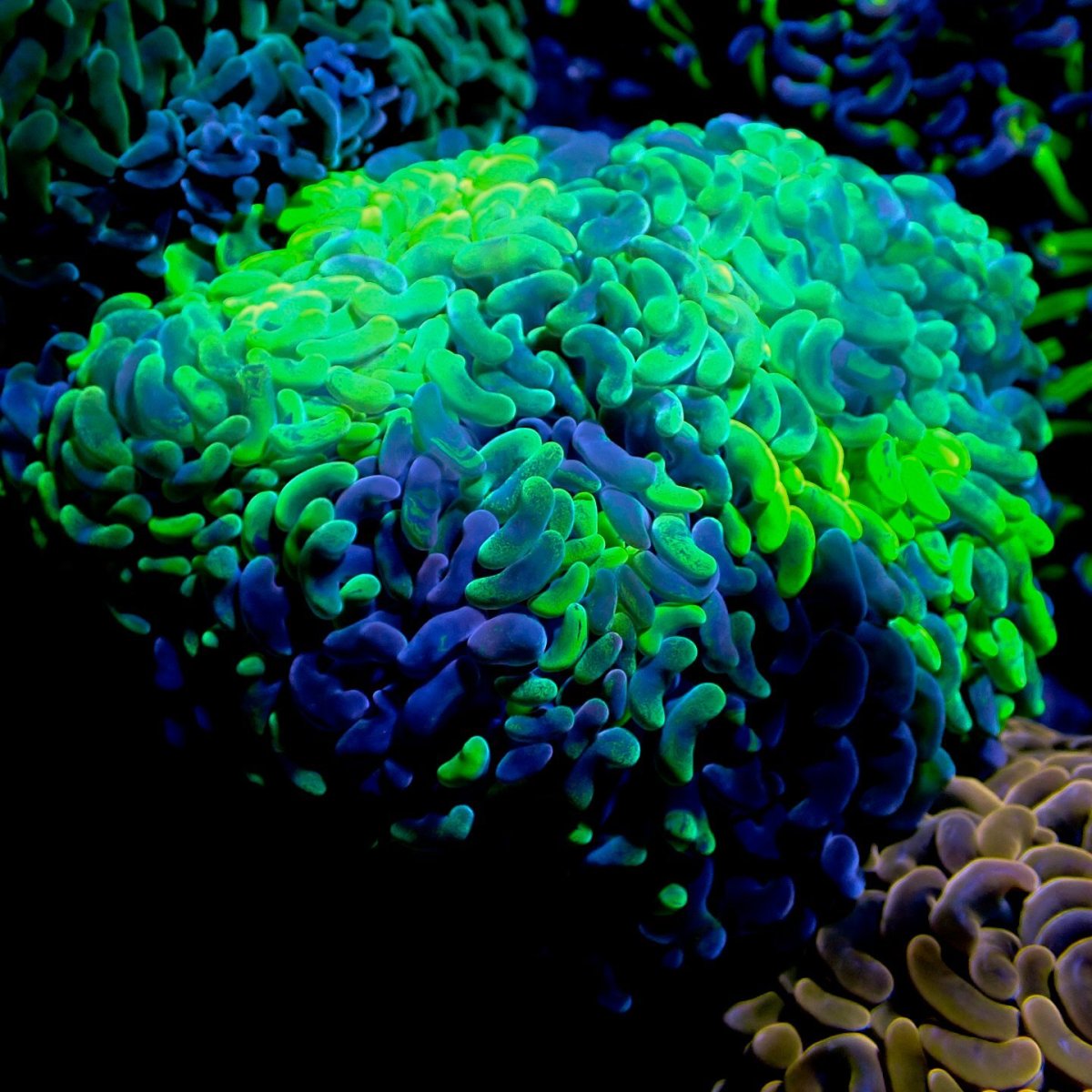 画像1: Coral Focus Hammer-Fade Green M (1)