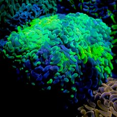 画像1: Coral Focus Hammer-Fade Green M (1)