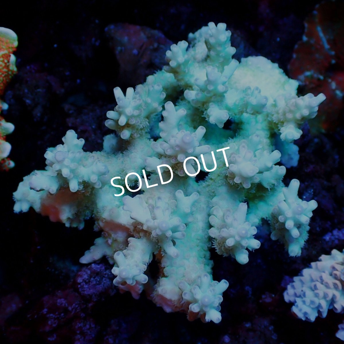 画像1: Coral Focus Acropora Strawberry Angel  (1)